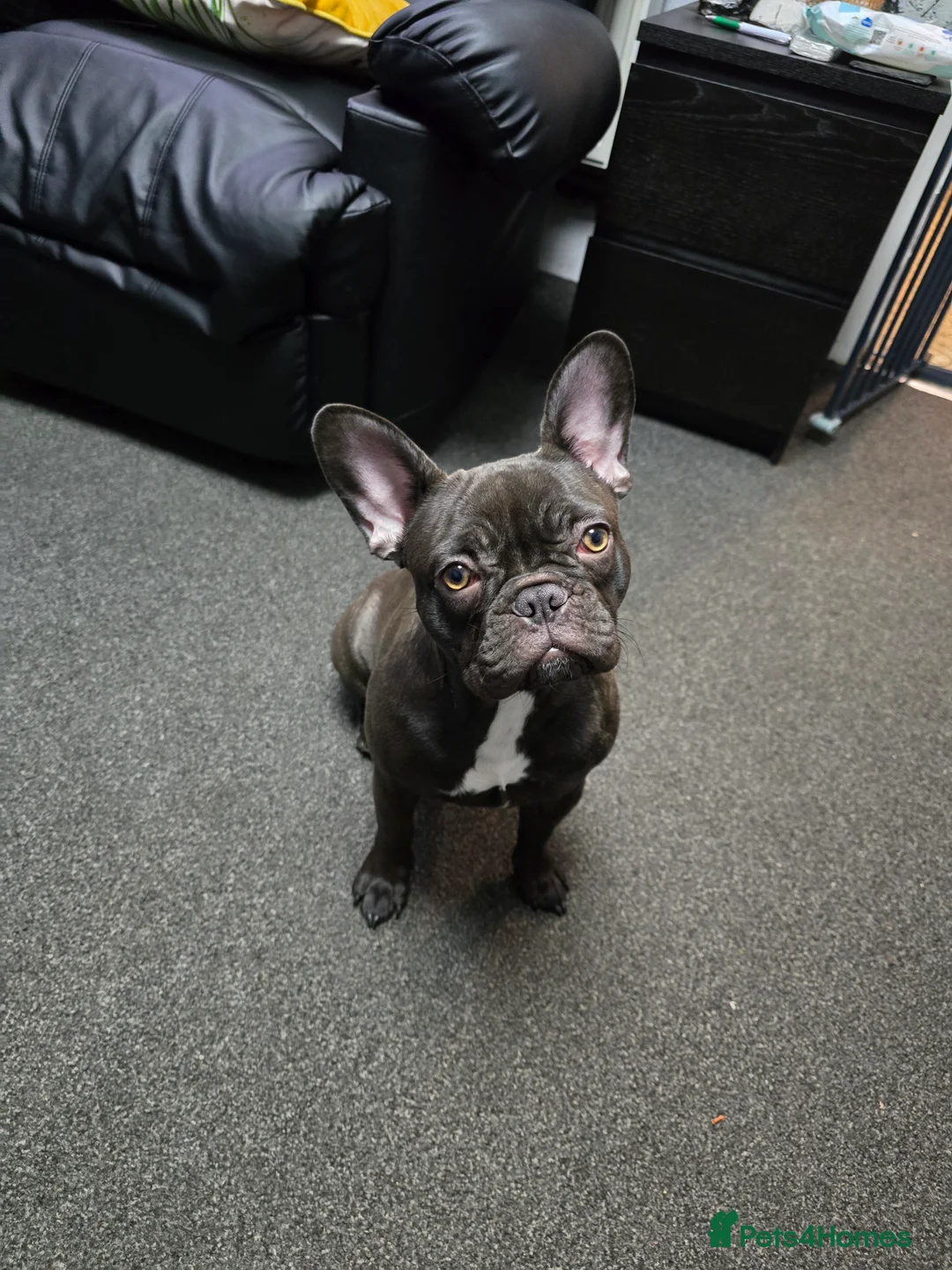 French Bulldog dogs for sale: French bulldog girl - Advert 2