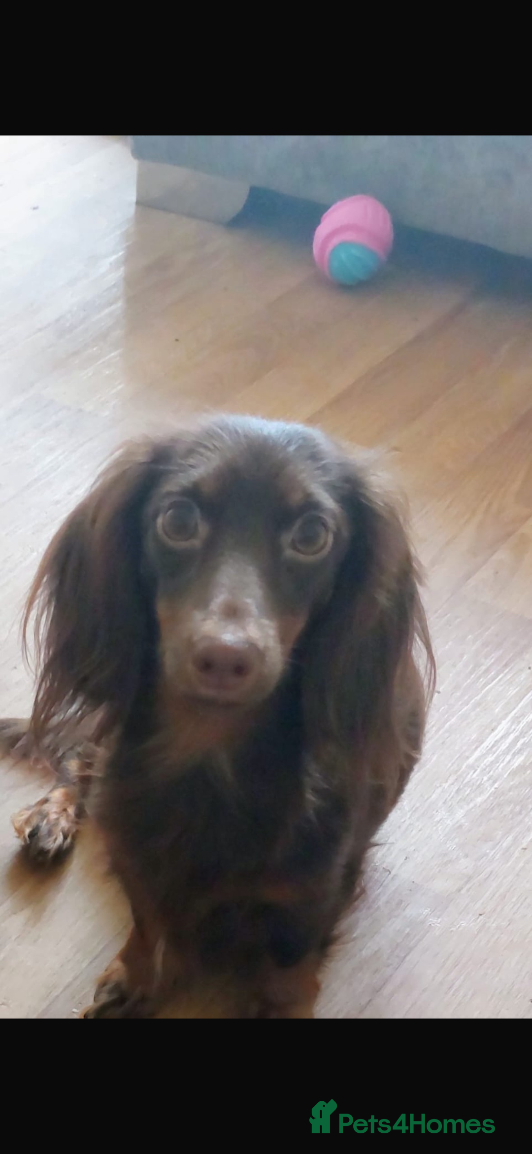 Dachshund dogs for sale: Miniature longhair dachshund puppies kc reg - Advert 1