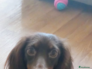 Dachshund dogs Miniature longhair dachshund puppies kc reg - Advert 1