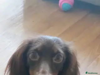 Dachshund dogs Miniature longhair dachshund puppies kc reg - Advert 7