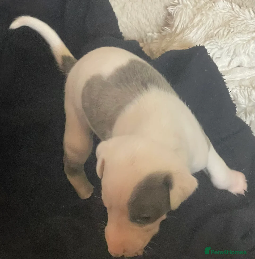 Whippet dogs for sale: Whippet puppies for sale - Advert 9