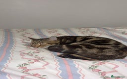 Bengal cats for sale: Very nice and quiet  - Image 3