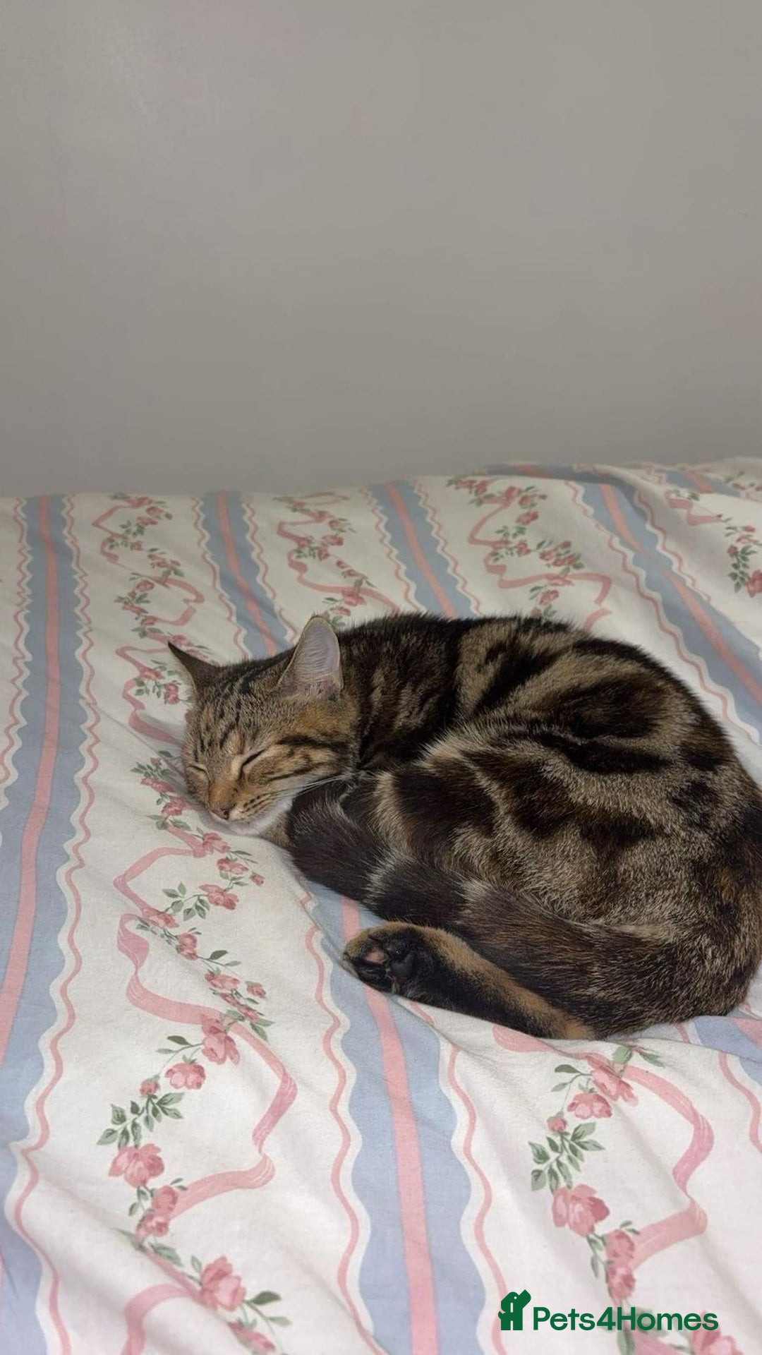 Bengal cats for sale: Very nice and quiet  - Image 3