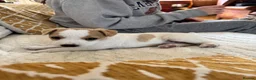 Jack Russell dogs for stud: Jack Russell Stud Dog  - Advert 3