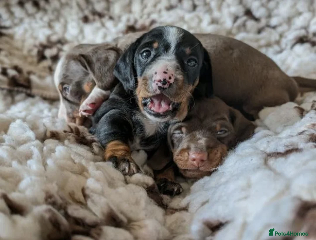 Miniature Dachshund dogs for sale: Beautiful Miniature Dachshund Puppies in Manchester - Advert 5