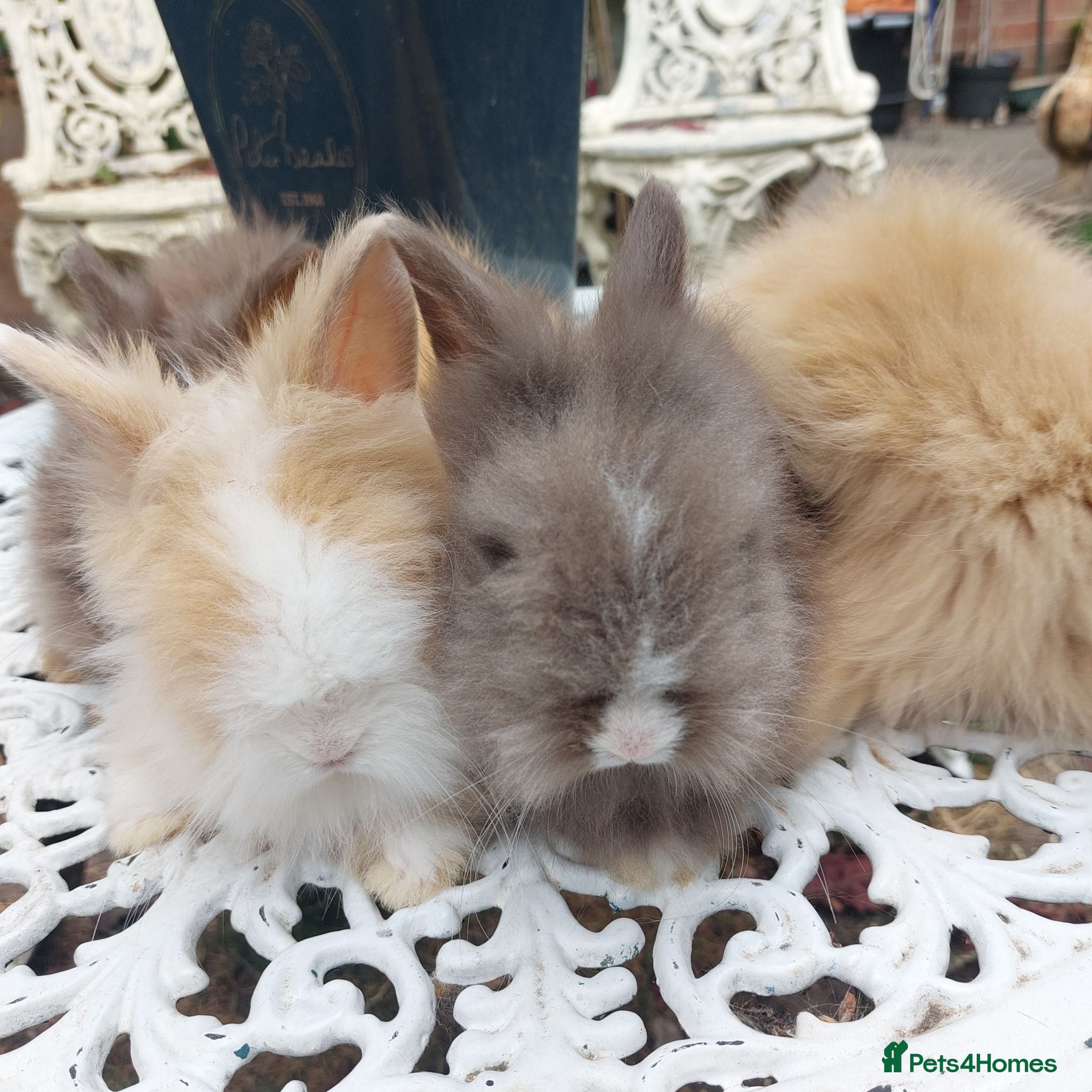 Lionhead rabbits PUREBRED DOUBLE/TEDDY LION HEAD BABIES  - Advert 1