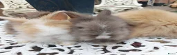 Lionhead rabbits for sale: PUREBRED DOUBLE/TEDDY LION HEAD BABIES  - Advert 10