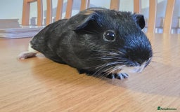 Guinea Pig rodents for sale: 3 baby guinea pigs  - Image 4