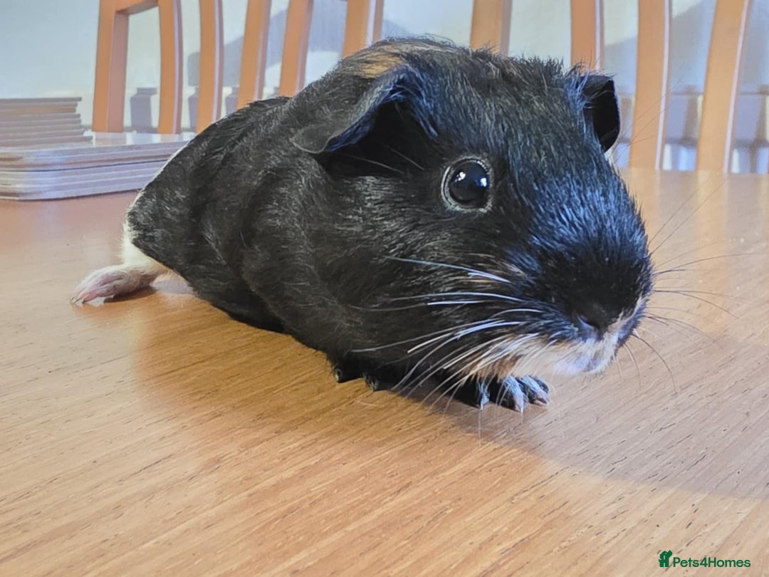 Guinea Pig rodents for sale: 3 baby guinea pigs  - Image 4