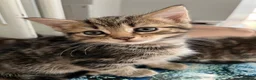 Mixed Breed cats for sale: Bengal/Russian blue kittens  - Advert 9