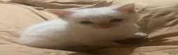 British Shorthair cats for sale: Kittens  - Advert 11