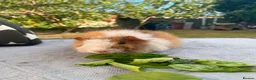 Guinea Pig rodents for sale: Bonded teddy x Abyssinian males - Advert 19