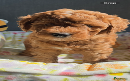 Labradoodle dogs for sale: Mini Red Labradoodle 🧬 clear  - Image 9