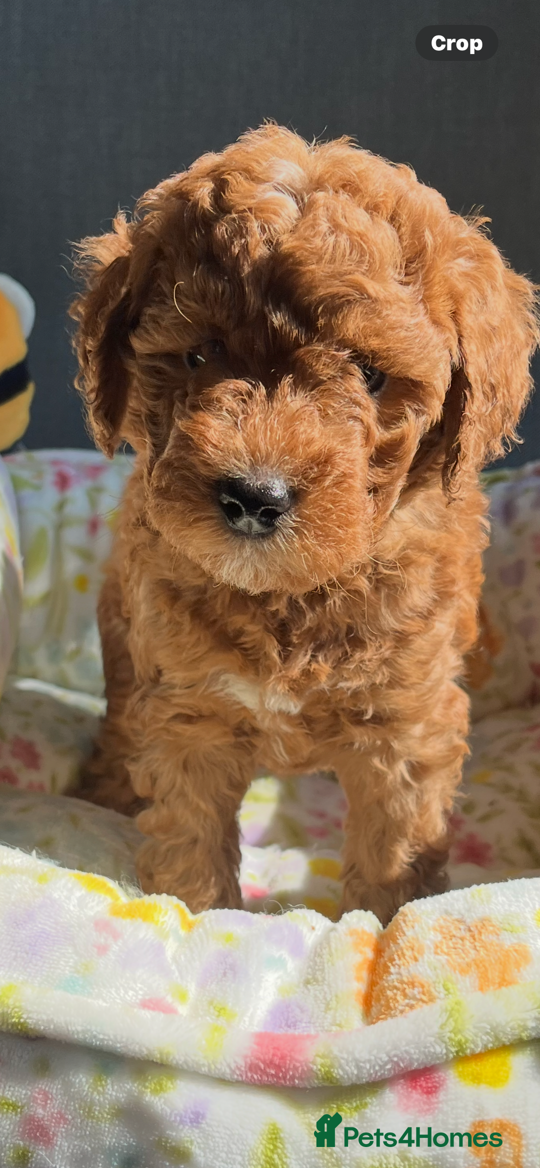 Labradoodle dogs for sale: Mini Red Labradoodle 🧬 clear  - Image 9