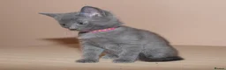 Russian Blue cats for sale: Russian Blue Female kitten for sale - Advert 4