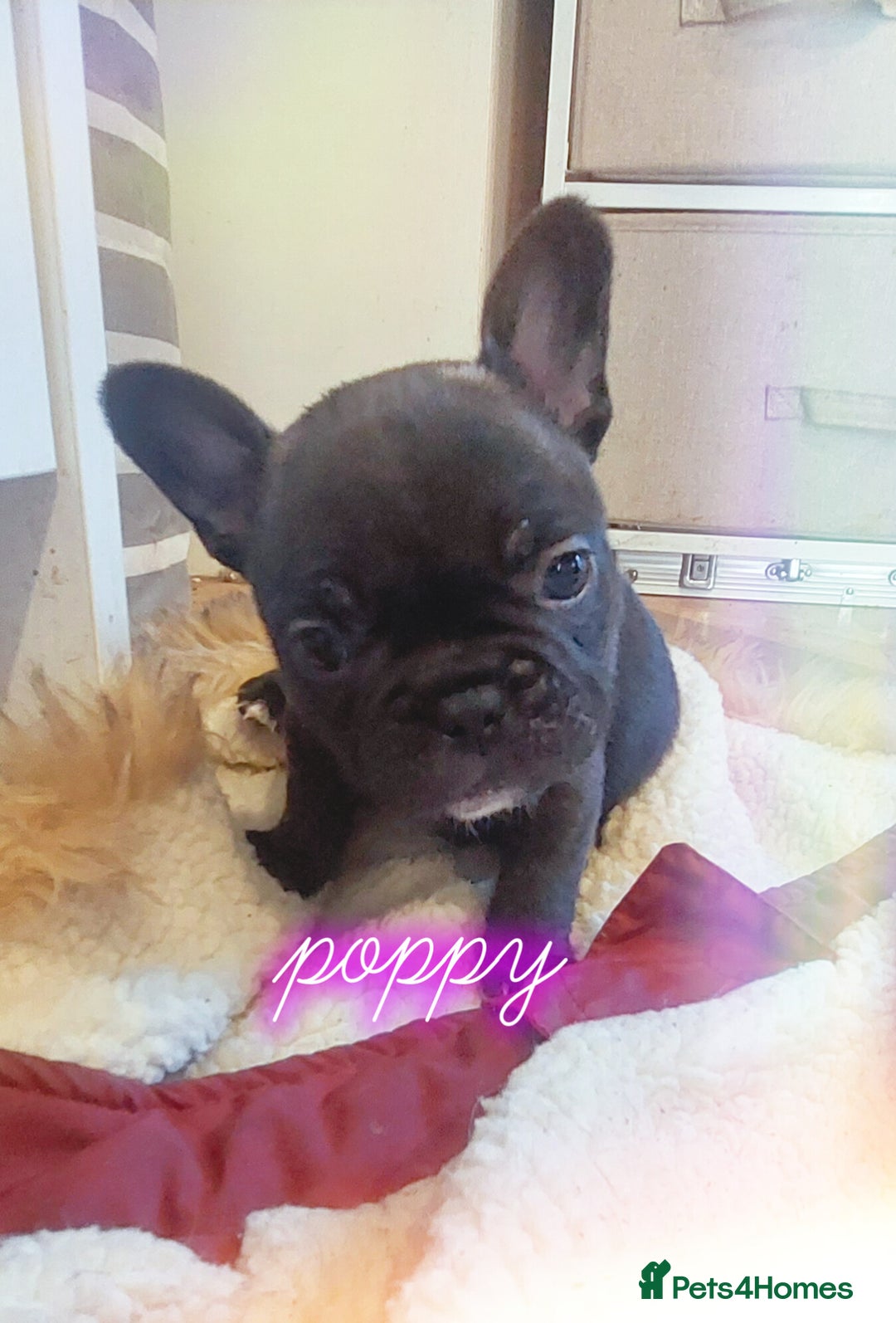 French Bulldog dogs for sale: 2 female french bulldog puppies merle  - Advert 8