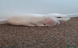 French Lop rabbits for sale: 8 week male french lop. Need gone now - Image 2