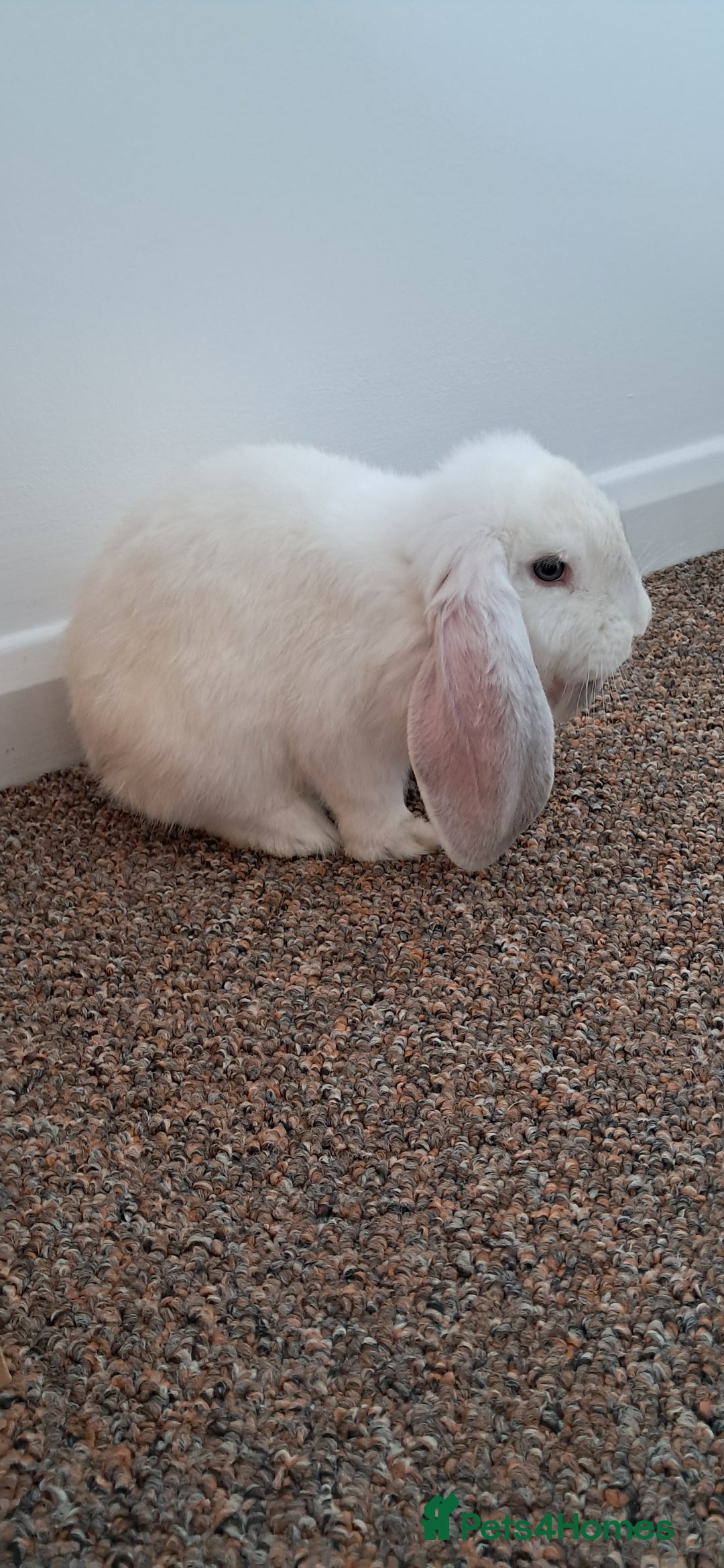 French Lop rabbits for sale: 8 week male french lop. Need gone now - Image 2
