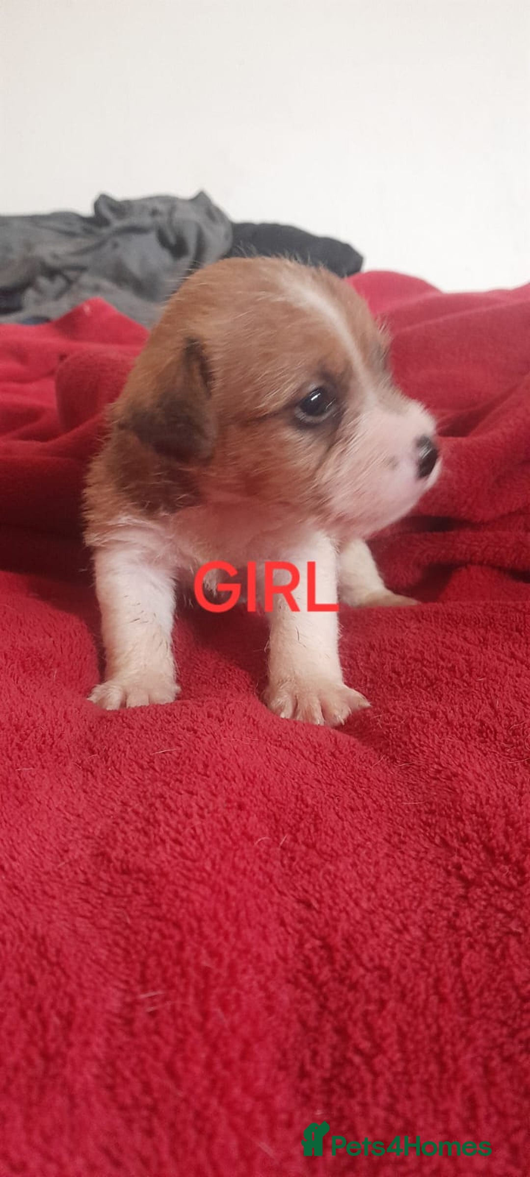 Jack Russell dogs for sale: Jack Russell puppies  - Image 7
