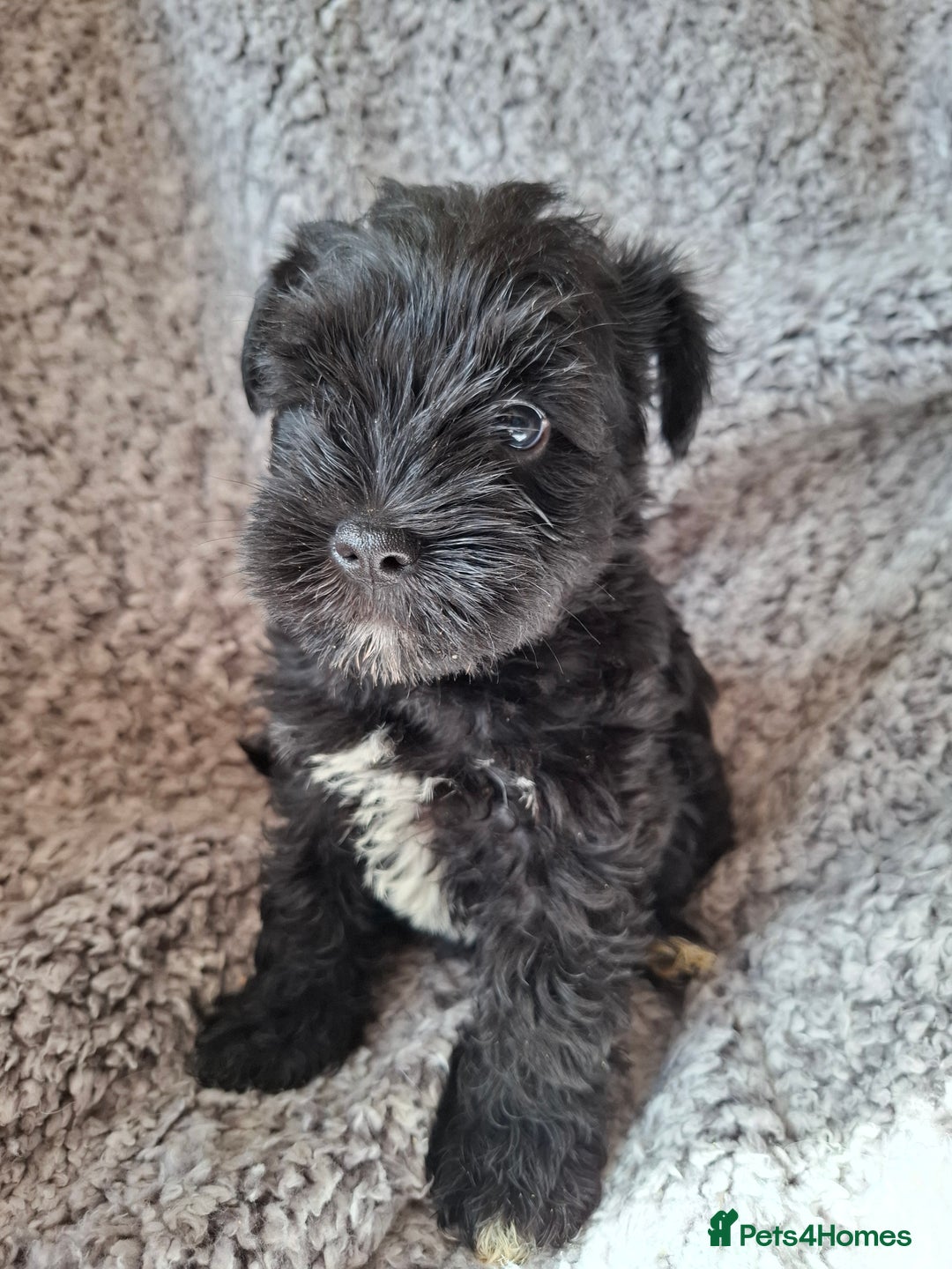 Miniature Schnauzer dogs for sale: Miniature Schnauzer beauties - Image 16