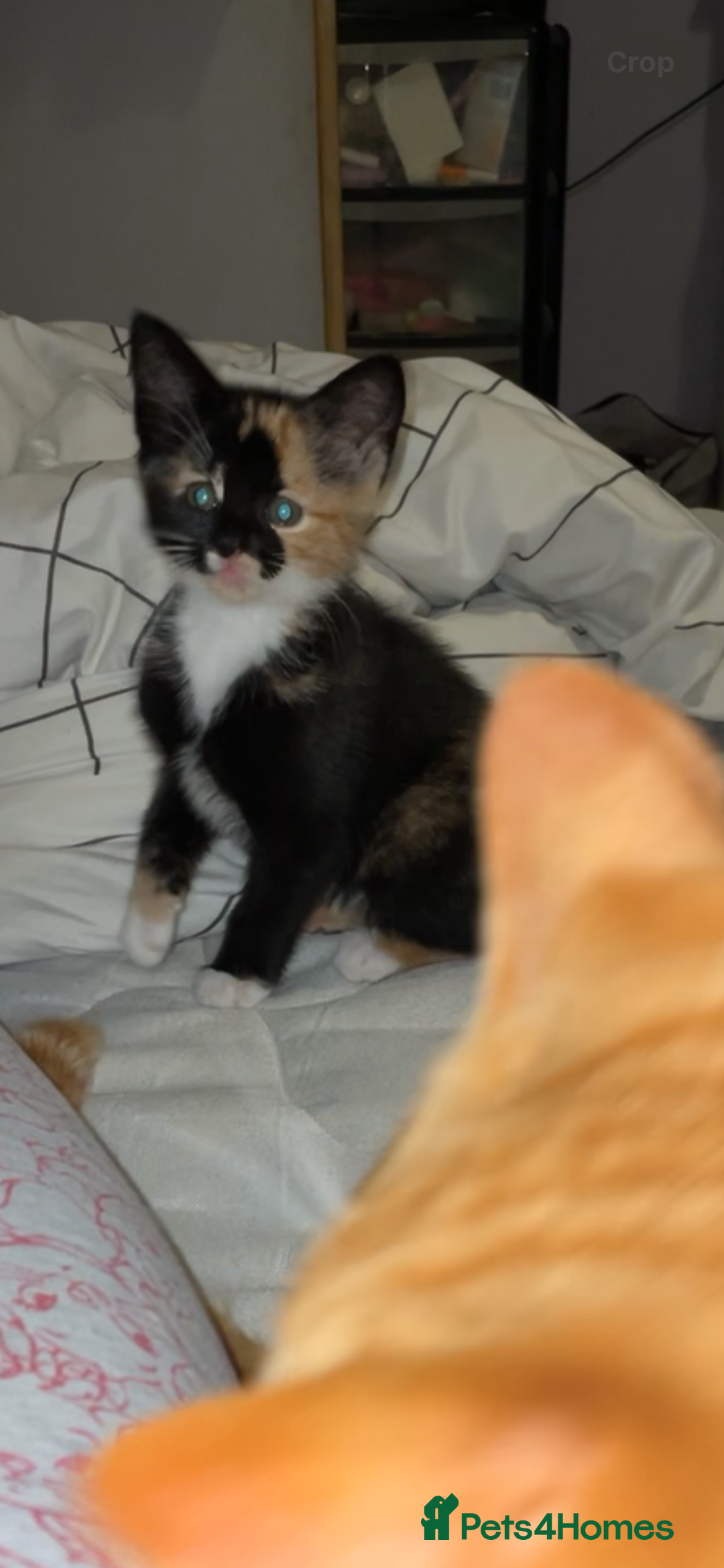 Domestic Shorthair cats for sale: 1 year old sisters  - Advert 2