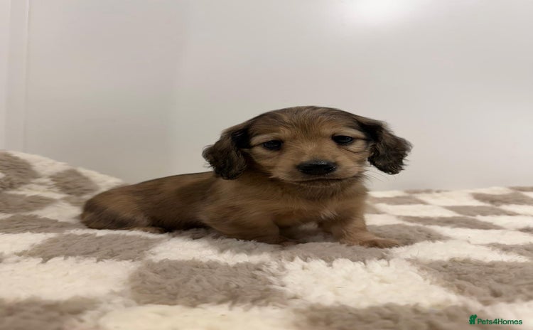 Miniature Dachshund dogs - Advert 8