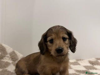 Miniature Dachshund dogs 5 Beautiful Long Haired Miniature Daschund’s - Advert 14