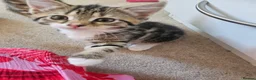 Domestic Shorthair cats for sale: Adorable kittens -Hayling island  - Advert 5