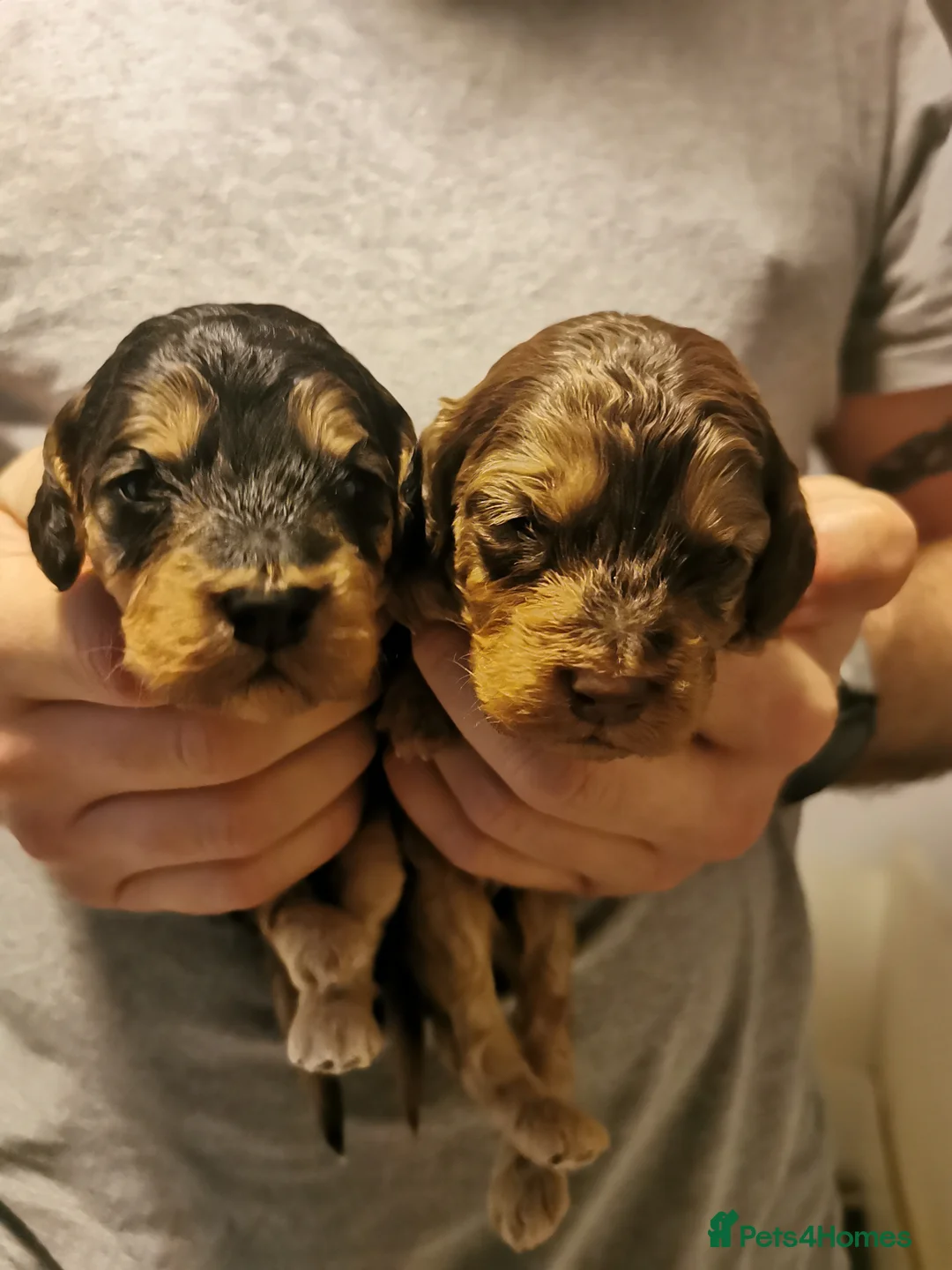 Miniature Poodle dogs for stud: Miniature Poodle DNA tested Stud. Apricot in Pershore - Advert 11