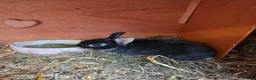 Netherland Dwarf rabbits for sale: Beautiful Netherland Dwarf bunnies - Advert 3
