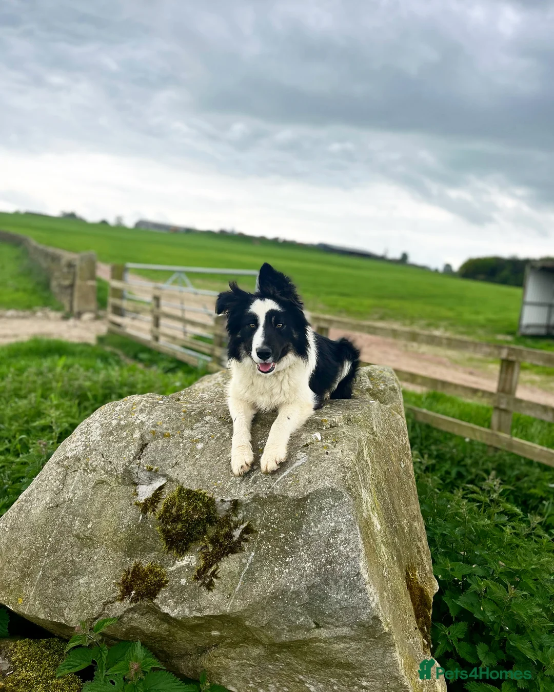 Border Collie dogs for sale: Border Collie Puppies  - Advert 8
