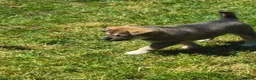 Mixed Breed dogs for sale: 75%Husky / 25% labrador. (LABSKI). - Advert 12