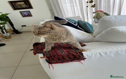 Mixed Breed cats for adoption: ASH -BRITISH SHORT HAIR? AFECTIONATE-BOY NEUTERED  - Image 8