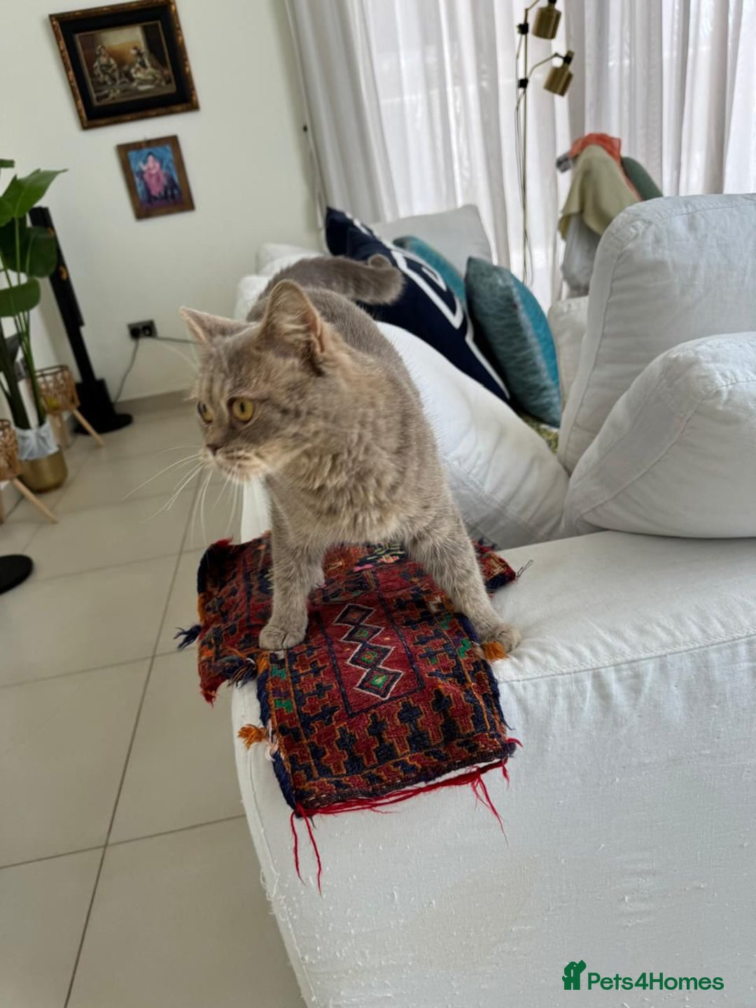 Mixed Breed cats for adoption: ASH -BRITISH SHORT HAIR? AFECTIONATE-BOY NEUTERED  - Image 8