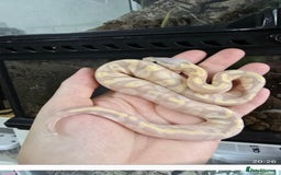 Python Snake reptiles for sale: Ball pythons - Image 13