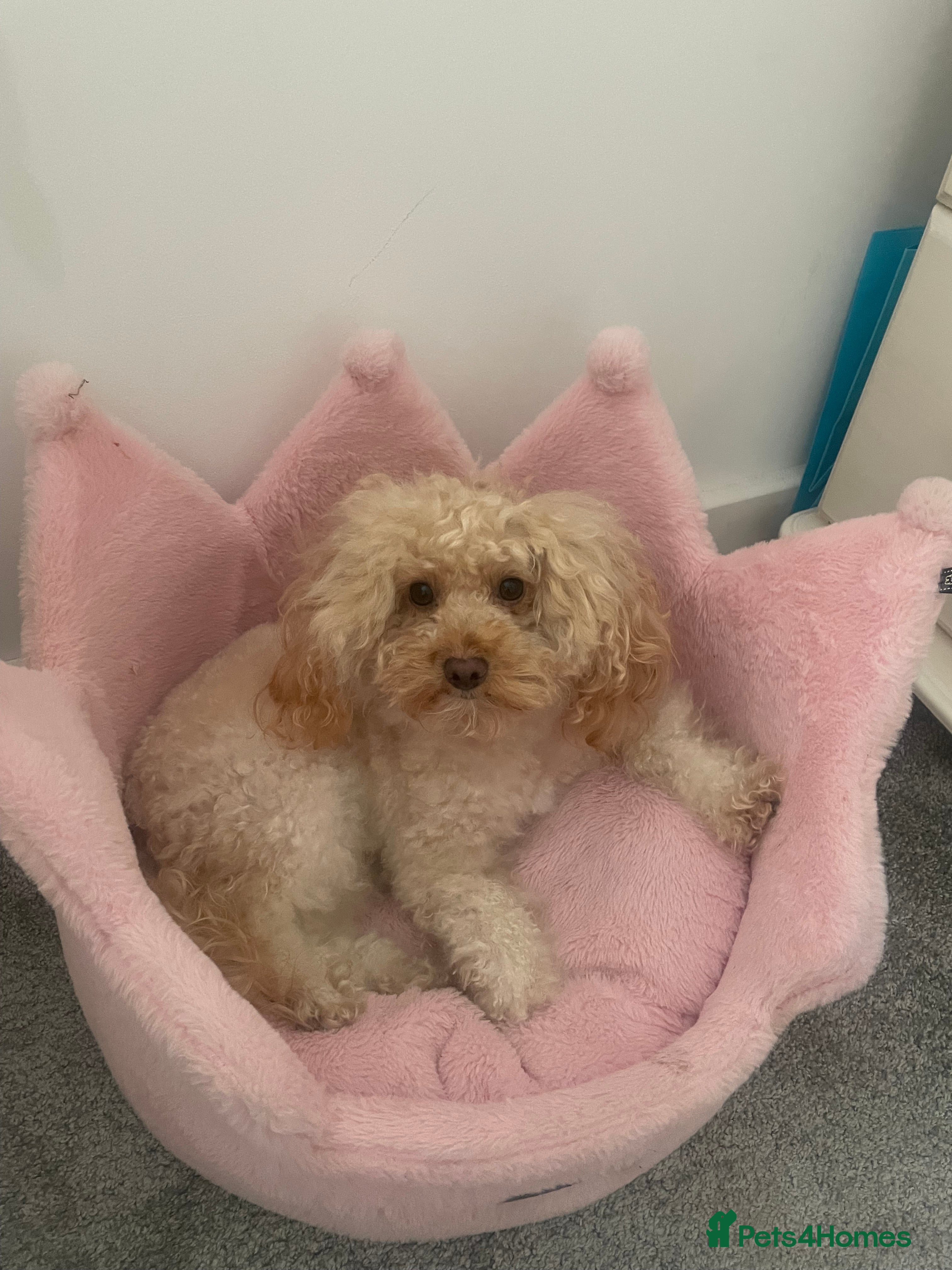 Toy Poodle dogs Nala pops for sale - Advert 2