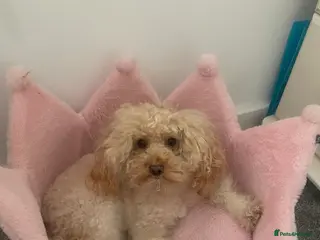 Toy Poodle dogs Nala pops for sale - Advert 2