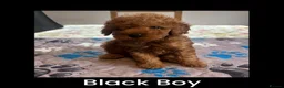 Toy Poodle dogs for sale: Last Tiny Toy×Asian Poodle Puppy Ready 21/09/26 - Advert 1