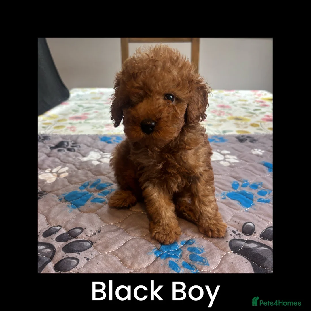 Toy Poodle dogs for sale: Last Tiny Toy×Asian Poodle Puppy Ready 21/09/26 - Advert 1