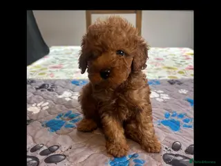 Toy Poodle dogs Last Tiny Toy×Asian Poodle Puppy Ready 21/09/26 - Advert 2