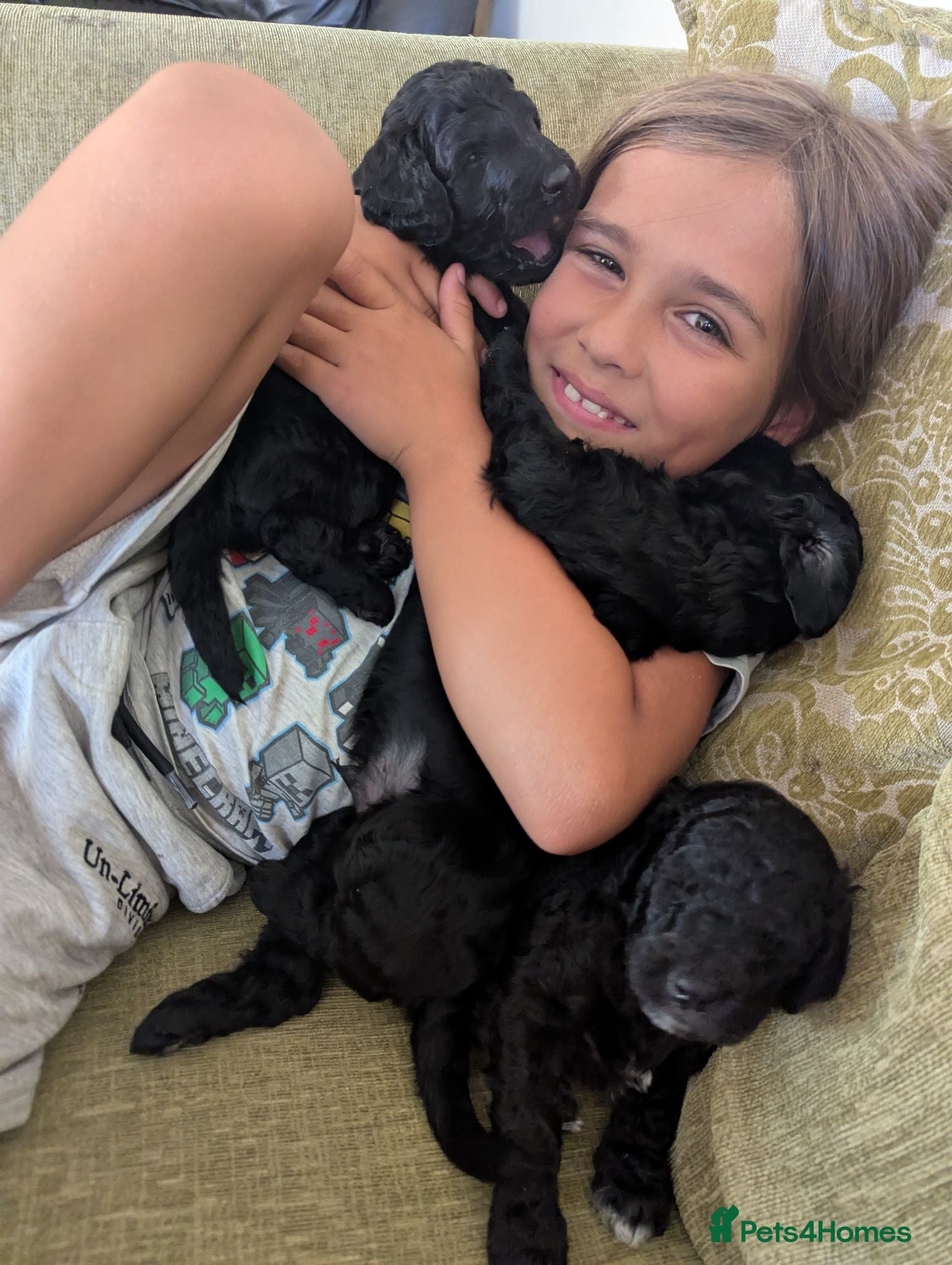 Goldendoodle dogs F1b Standard Goldendoodle Puppies blue/black - Advert 1