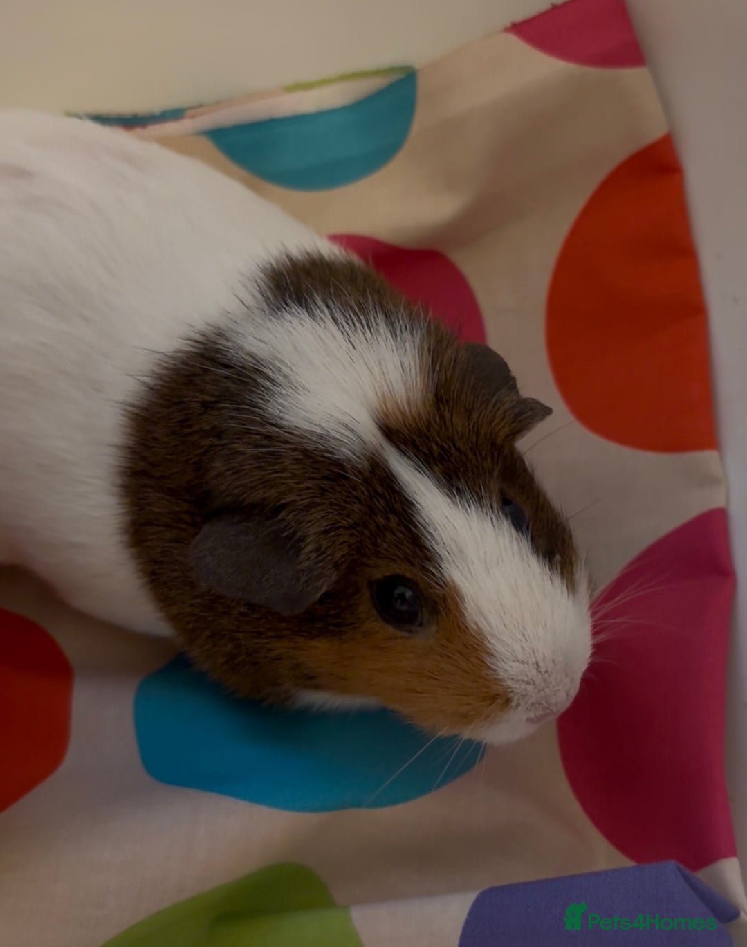 Guinea Pig rodents for sale: 2 x Lovely Girls ( 1 year old) - Image 6