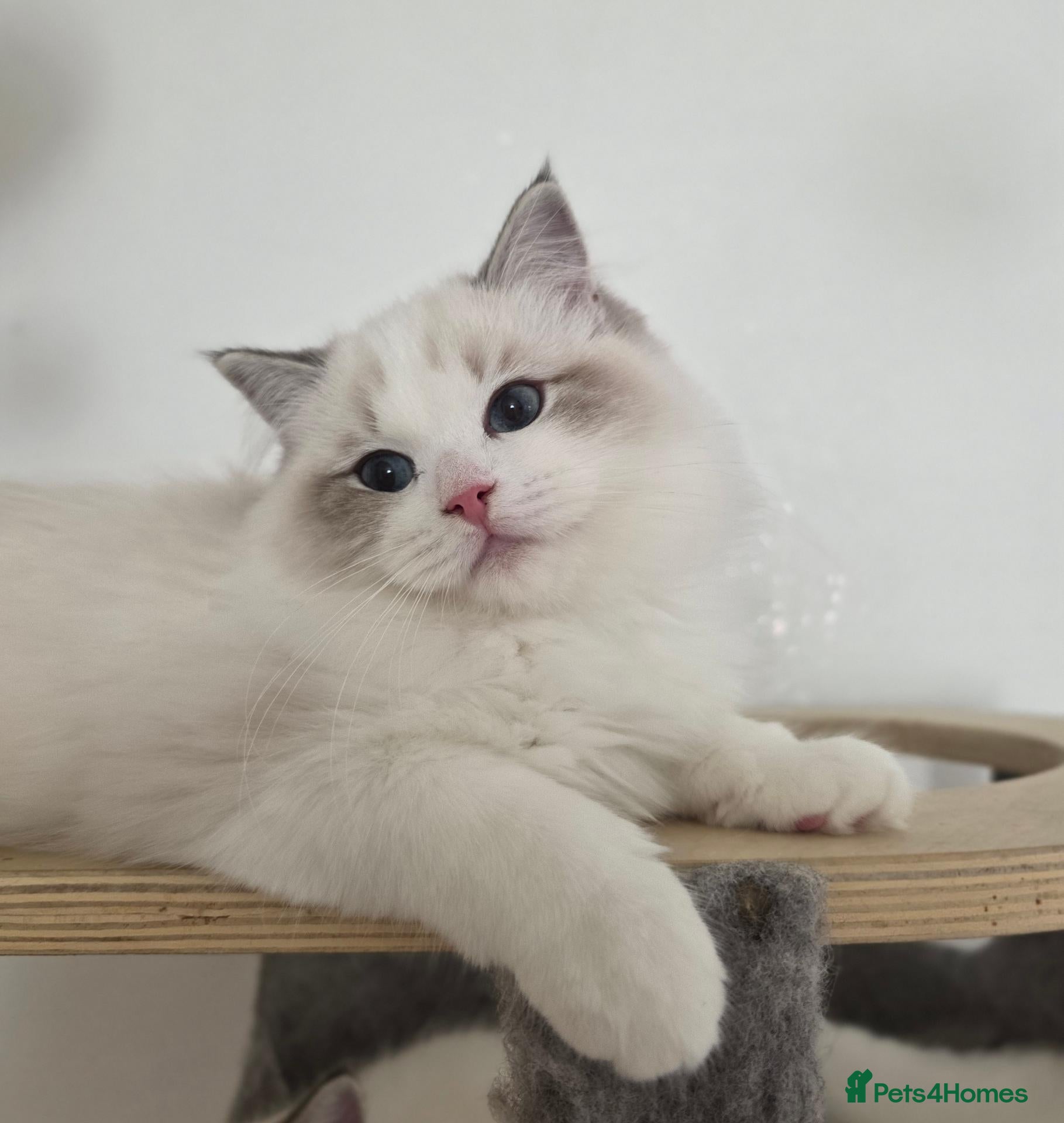 Ragdoll cats Please read✨️Champion European lines. Tica - Advert 1