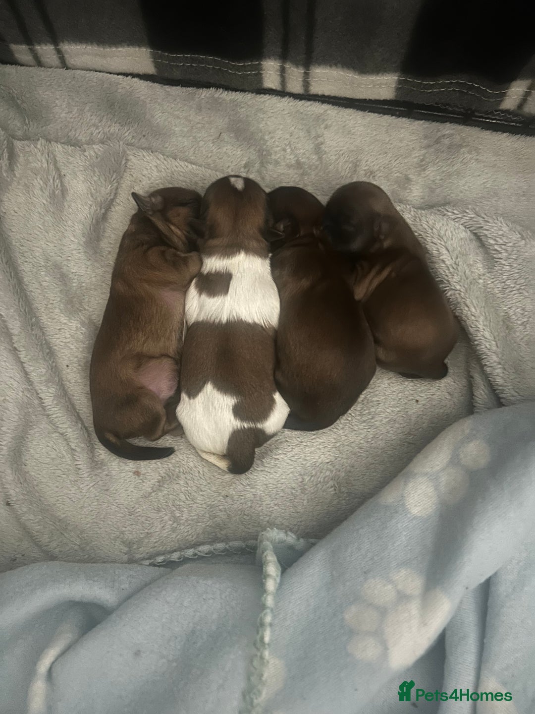 Shih Tzu dogs for stud: Our beautiful boy Arlo available for stud in Tipton - Advert 9