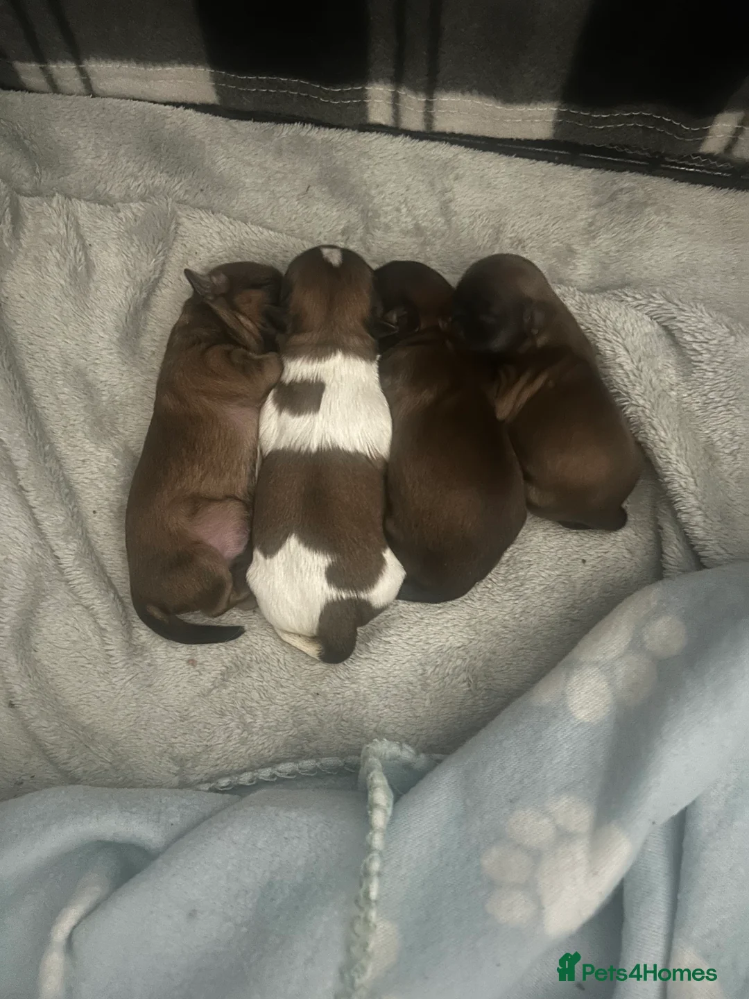 Shih Tzu dogs for stud: Our beautiful boy Arlo available for stud in Tipton - Advert 12