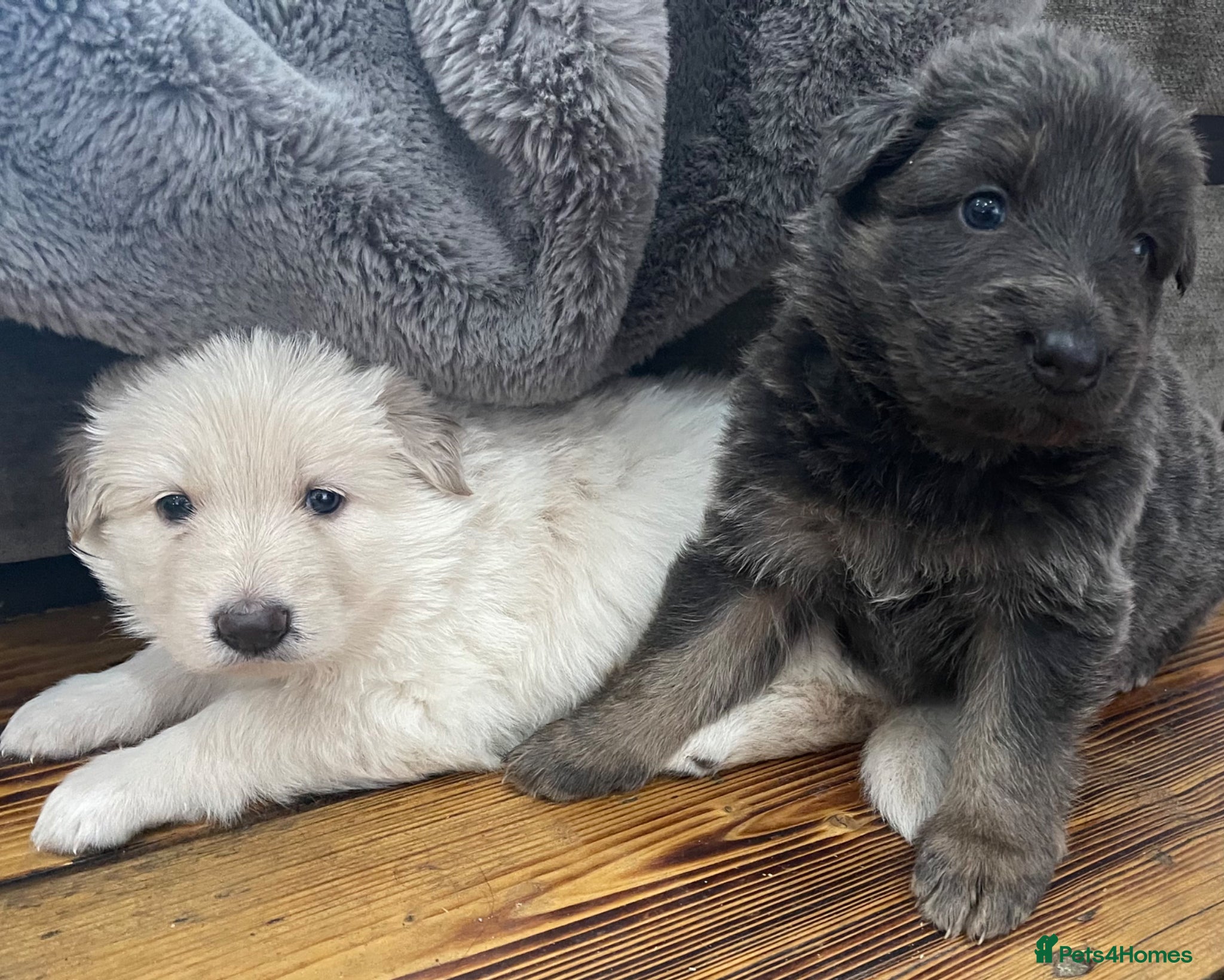 German Shepherd dogs KC Reg long coat straight backed puppies  - Advert 2