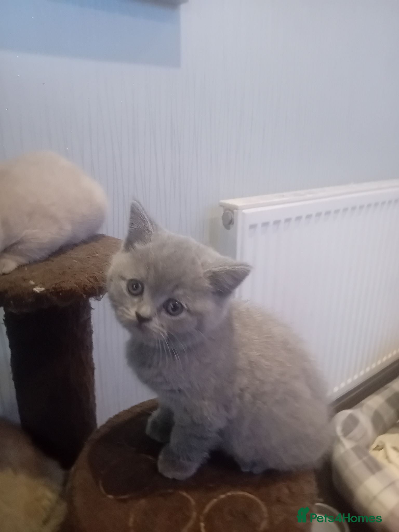British Shorthair cats lilac british shorthair kittens - Advert 2