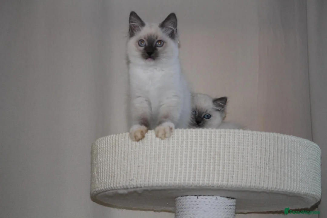 Ragdoll cats for sale: Beautiful ragdoll kittens in Manchester - Advert 20