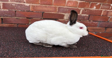Rex rabbits - Advert 6