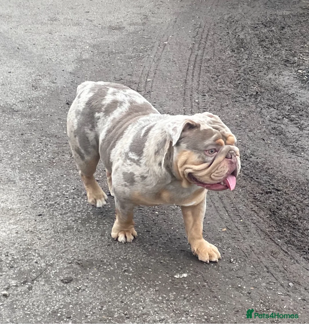 English Bulldog dogs for stud: Beautiful lilac tri Merle bulldog up for stud - Advert 1